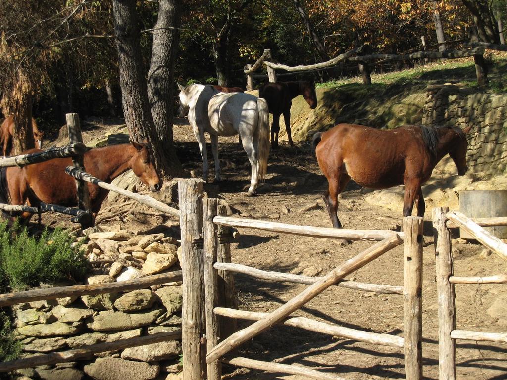 Centro Trekking A Cavallo Monte Brugiana Massa  Zewnętrze zdjęcie